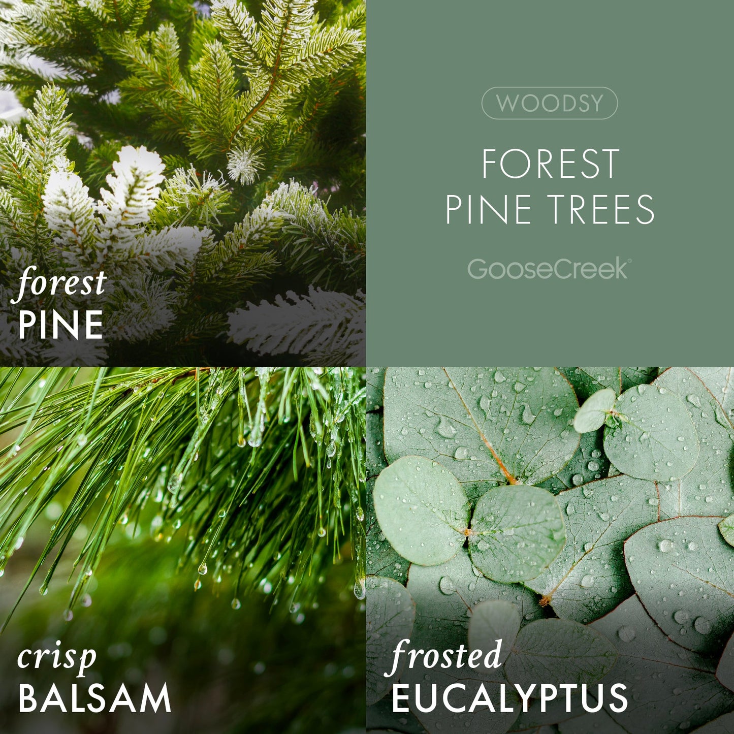 Forest Pine Trees 3-Wick Candle