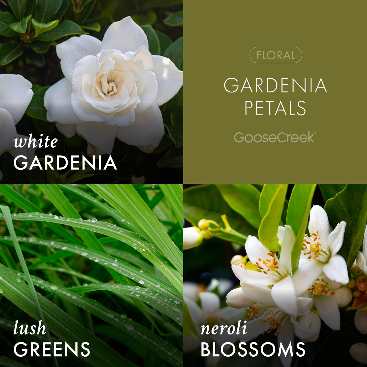 Gardenia Petals 3-Wick Candle