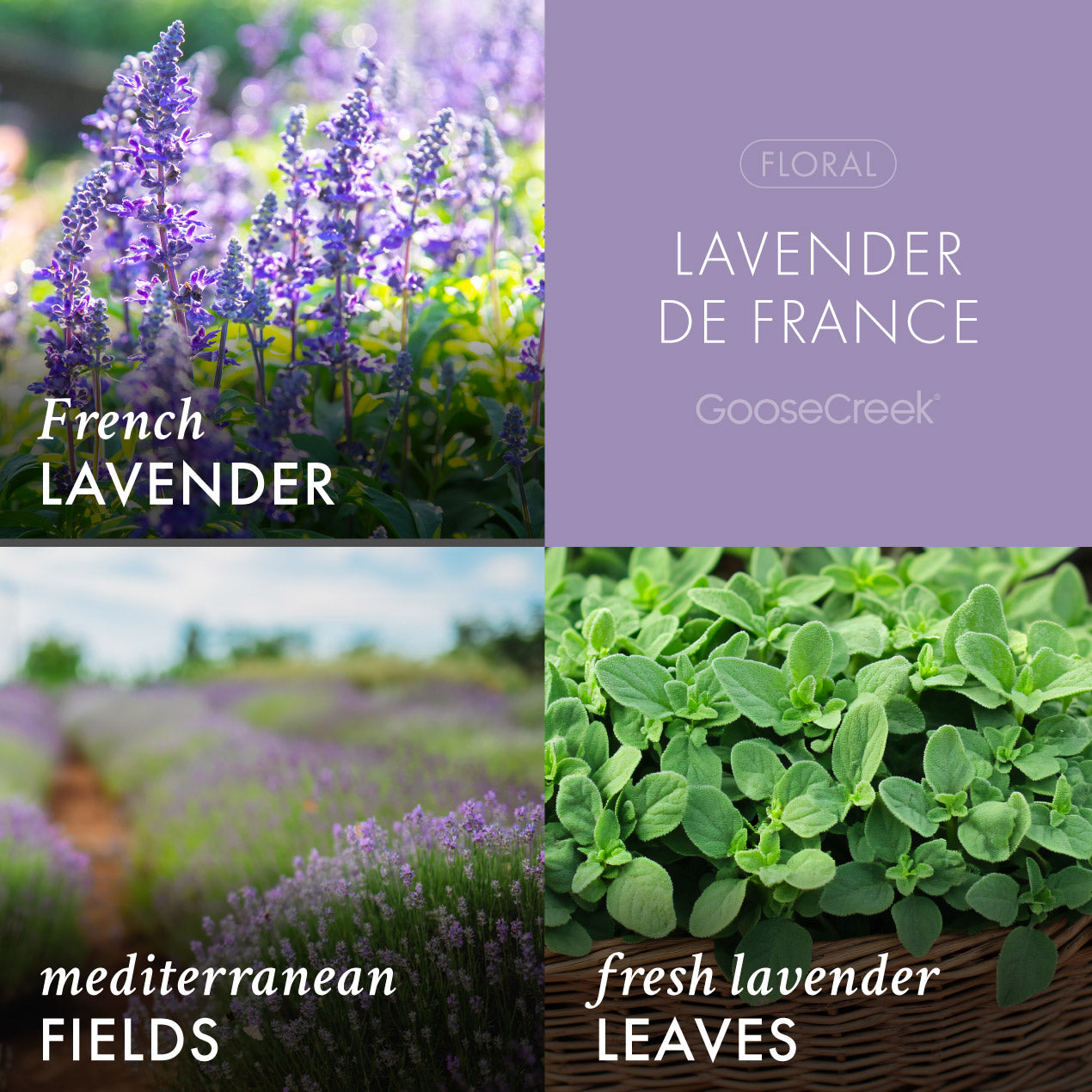 Lavender de France 3-Wick Candle