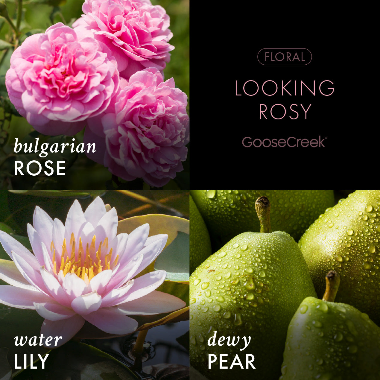 Looking Rosy - Fine Fragrance Body Mist
