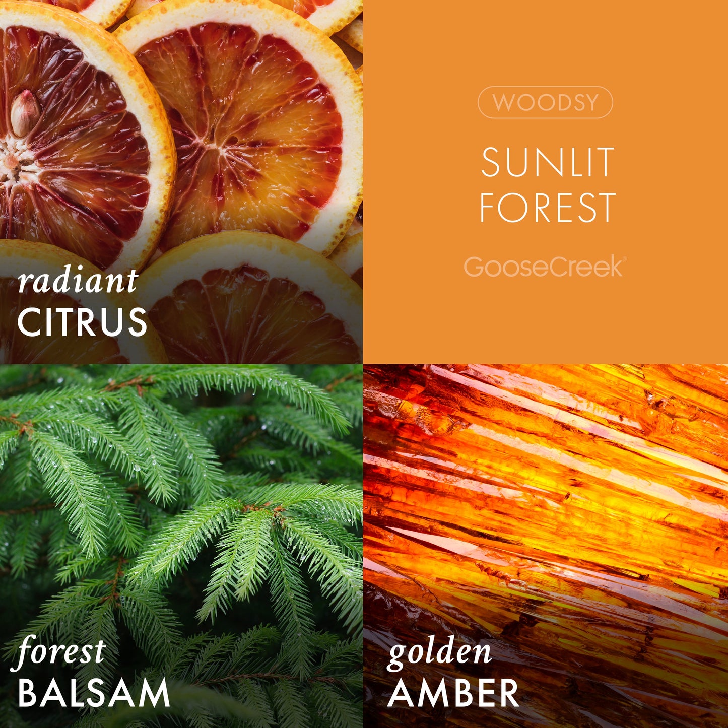 Sunlit Forest 3-Wick Candle