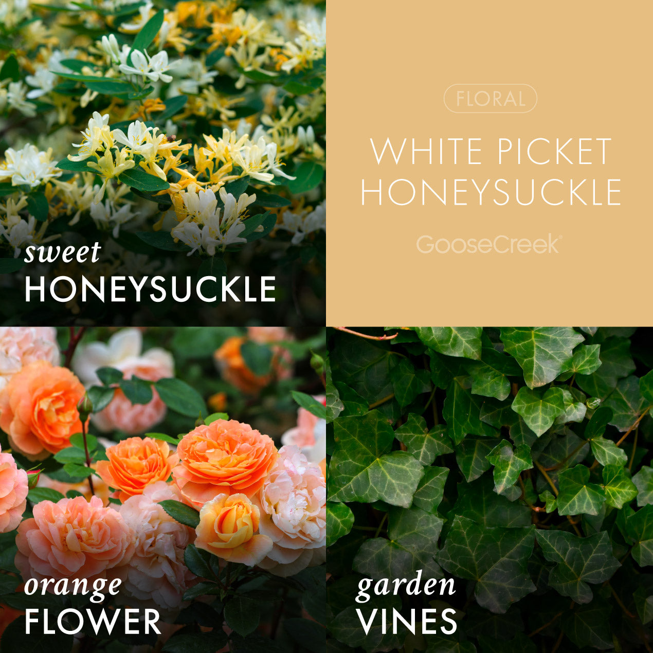 White Picket Honeysuckle Wax Melt