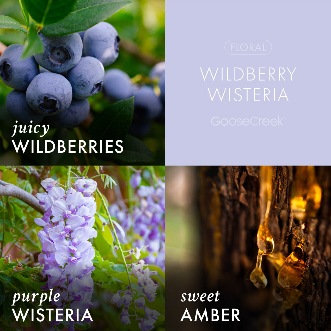 Wildberry Wisteria 3-Wick Candle